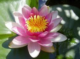 Keptalalat A Kovetkezore Lotusblute Bedeutung Buddhismus Plants Buddha Buddha S Hand