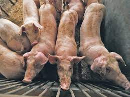 It does not affect humans nor does it affect other animal species other than pigs. African Swine Fever Predicted To Wipe Out 1 4 Global Pig Population