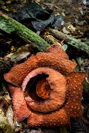 Rafflesia arnoldii (corpse flower) is a species of flowering plant noted for producing the largest individual flower on earth. Rafflesia Arnoldii Corpse Flower In Tropical Rainforest Stock Photo
