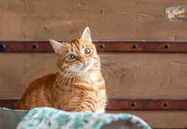 ‪A Cat's Personality - FOUR PAWS International - Animal Welfare Organisation‬‏