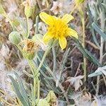 Image result for Hertia