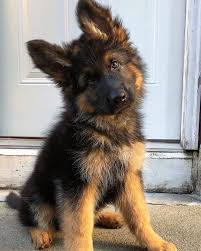 You'll need more than one gate to close of a certain area if you have several doorways. Thinkpup Shop Redbubble Cute Dog Pictures Shepherd Puppies Baby German Shepherds
