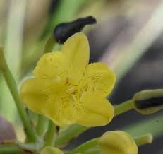 Image result for Bulbine capitata