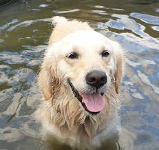 Who will treat the golden with respect, dignity and love for the rest of their lives. Happy Paws Puppy Rescue Happypawspuppy1 Twitter