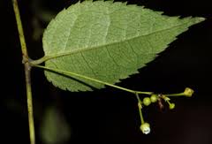 Image result for Gerrardinaceae