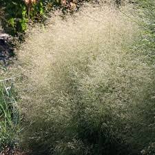Хотите купить саженцы щучки(луговика) дернистой голдшлеер (deschampsia cespitosa goldschleier)?зайдите на. Deschampsia Cespitosa Goldschleier Golden Veil The Plant Company