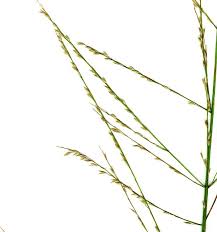 Image result for Arundinella nepalensis