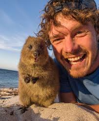 Allan Dixon su Instagram: "To help me shine bright like a quokka ⭐️ 🐻  where in Istanbul should I visit to make a story about the stray cats and  dogs this week?…"