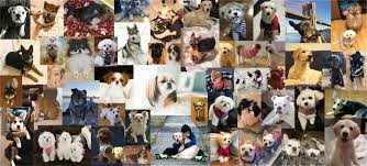 Mercy puppy rescue nonprofit organization nj contact us. Mercy Puppy Recue Saving One Puppy At A Time