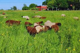 Image result for Acroceras macrum