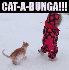 Best Funny Cat Meme Gifs Gfycat Gif pictures funny photos meme faces funny faces animated smiley faces dancing animated gif animiertes gif emoji characters dark art illustrations. best funny cat meme gifs gfycat