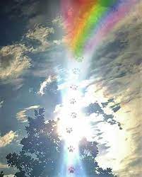 Pawprints To Rainbow Bridge Rainbow Bridge Dog Rainbow Bridge Pet Remembrance