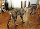 Savannah Cat for Sale | Savannah Kittens Available ...