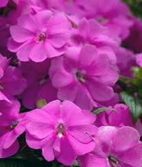 Image result for Impatiens briartii