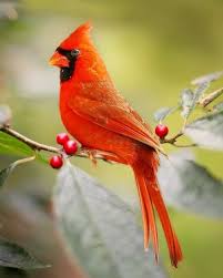 Alene Davis Obituary