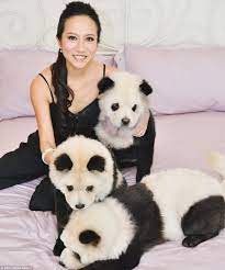 Owner Of Dyed Panda Dogs Hits Back At Critics Saying She Is Cruel Panda Dog Panda Puppy Chow Chow Puppy
