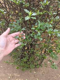 Image result for Tetracera boiviniana