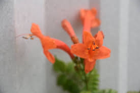 Image result for Haumaniastrum