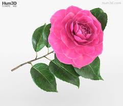 Camellia 3d Model 3d Model Camellia Model