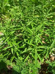 Image result for Leonotis decadonta