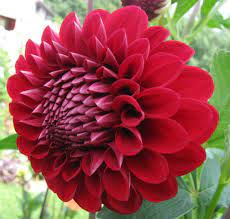 Hy Sockeye Flower Garden Design Beautiful Flowers Garden Dahlia Flower