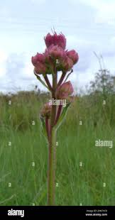 Image result for Campuloclinium macrocephalum