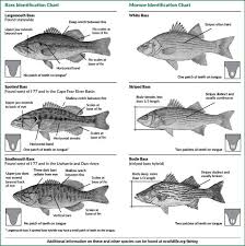 24 Uncommon North Carolina Saltwater Fish Chart