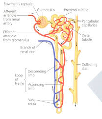 Urinary System Flashcards Medical Anatomy Renal Physiology Medical School Studying