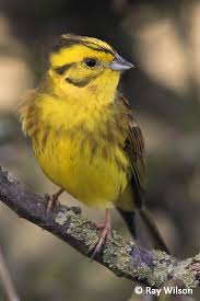 British Birds With Yellow Feathers Yellowhammer Emberiza Citrinella Ray Wilson S Bird Wildlife Photography Wildlife Photography Birds