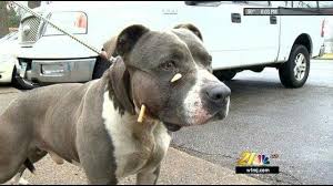 Youngstown Ohio Dog Shot With A Arrow The Owner Is Fined A Small Fine Really Animal Law Dog Shots Animal Companions