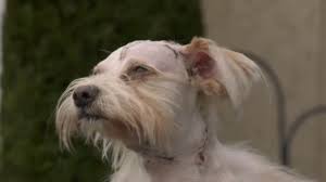 For many a dog lover, one dog often just isn't enough. It S A Horrible Feeling Coquitlam Resident Shares Safety Concerns After Dog Attacked By Cougar Ctv News