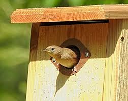 Carolina wrens prefer natural nesting sites located in woodlands, thickets, brushy hollows, and swamps and along the banks of streams where there is plentiful cover. House Wrens In Bluebird Box Birdseed Binoculars