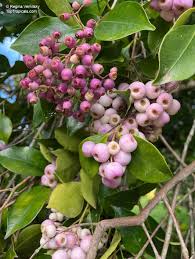 Image result for Smithia erubescens