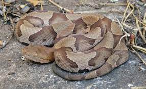 Why You Should Let A Copperhead Live In Your Yard Debunking Snake Myths Wunc