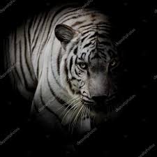 Maybe you would like to learn more about one of these? Fotos De Cabeza De Tigre Blanco De Stock Cabeza De Tigre Blanco Imagenes Libres De Derechos Depositphotos