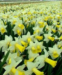 Pin Em Narciso