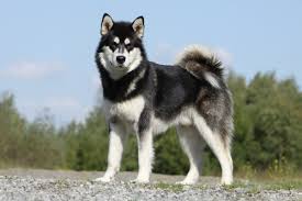 With ancestry relating back to the wolf, the alaskan malamute is a striking breed and is the largest of the arctic sled dogs. Alasakan Malamut Alle Infos Im Rasseportrat Herz Fuer Tiere De