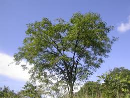 Image result for Pterocarpus megalocarpus