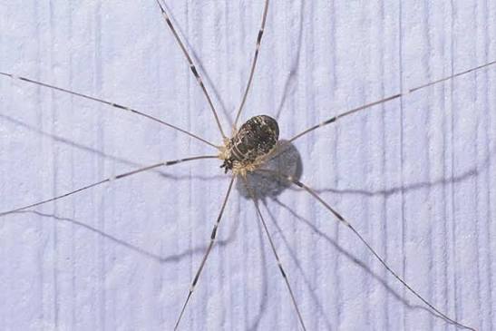 Myth: Daddy-longlegs would be deadly but... | Burke Museum