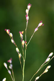 Image result for Chasmopodium purpurascens