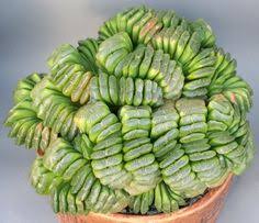 Exotic, night blooming cereus fill the air with a powerfully fragrant perfume. 46 Haworthia Kaktus Ideas Planting Succulents Succulents Cacti And Succulents