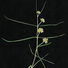 Image result for Periglossum mackenii