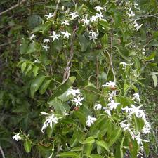 All you need to know about growing deliciously scented jasmines, in our detailed grow guide. 10 Great Jasmine Shrubs And Vines For Your Landscape