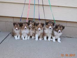 See more of sheltie puppies on facebook. Kuzhill Shelties Wisconsin Sheltie Breeder