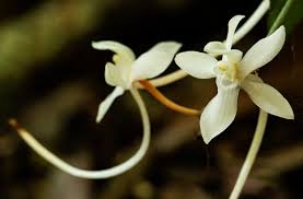 Image result for Aerangis appendiculata