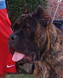 Cane corso the italian mastiff dog breed information, images, videos, frequently asked questions faqs on k9 research lab. Cane Corso Puppies For Sale Texas