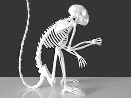 Capuchin Skeleton Monkey 3d Printed Monkey Skeleton Monkey Pictures Finger Monkey Animal Skeletons