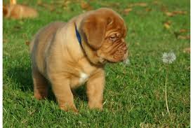 Es sind 4 mädchen und 5. Susse Bordeauxdogge Welpe M Stammbaum Bordeauxdoggen