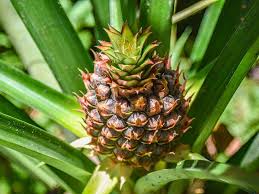 Pineapple palm tree tropical fruit pineapple palm tree. Do Pineapples Grow On Trees