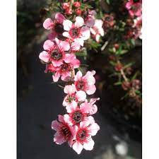 This graceful weeping tea tree was seen in the. Buy Leptospermum Scoparium Manuka Tea Tree With Canarius